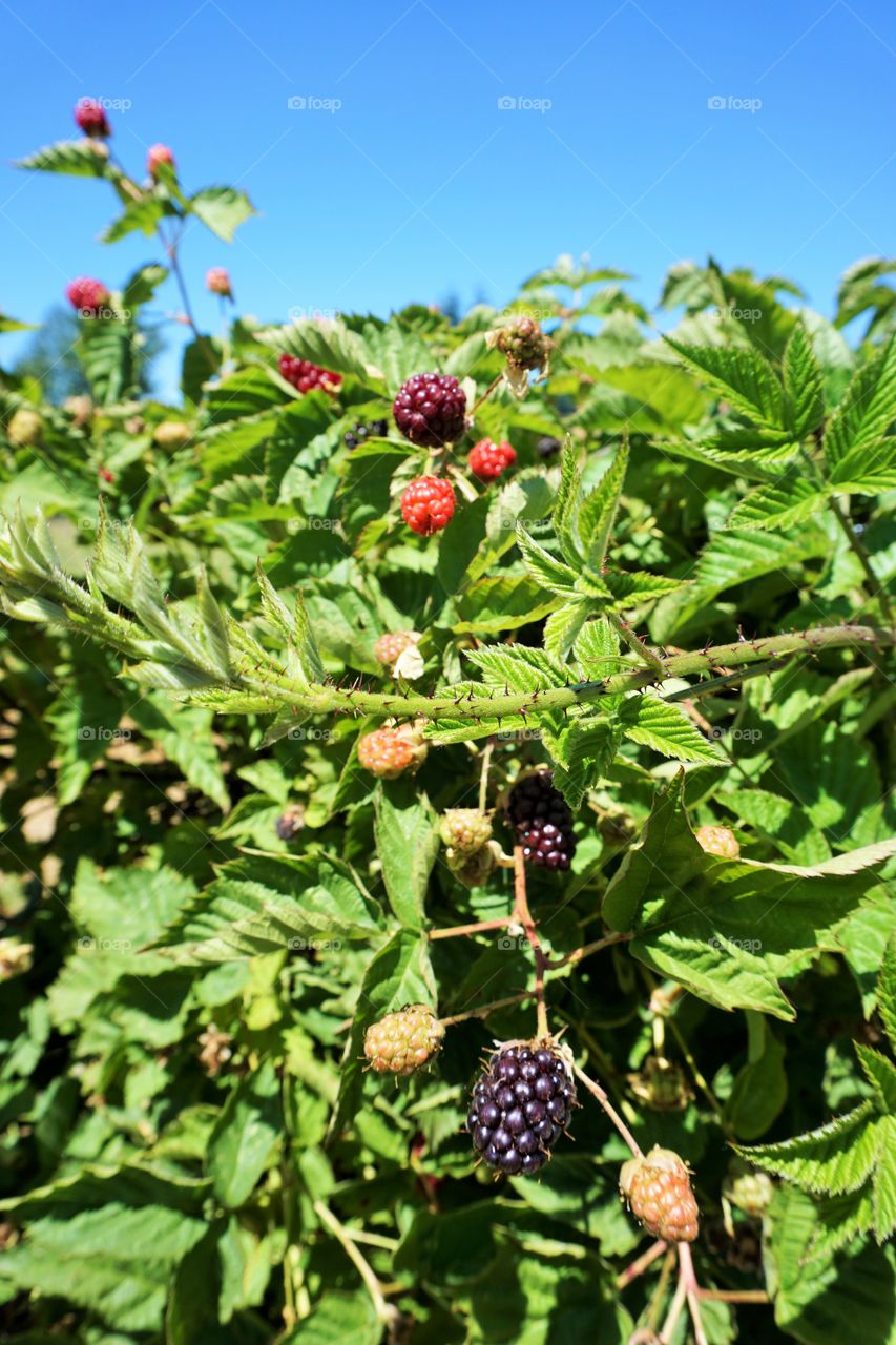 Stages. I just love watching the journey that berries take & the challenge of picking them at the perfect time.