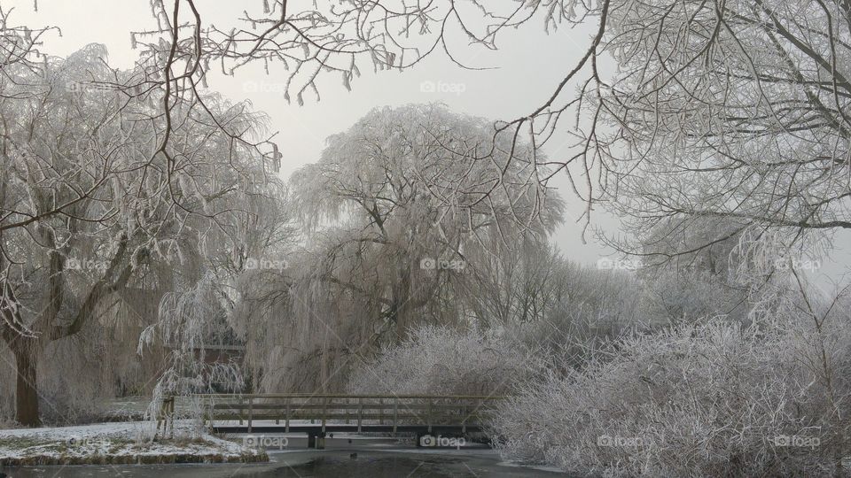 Winter snow landscape in the park