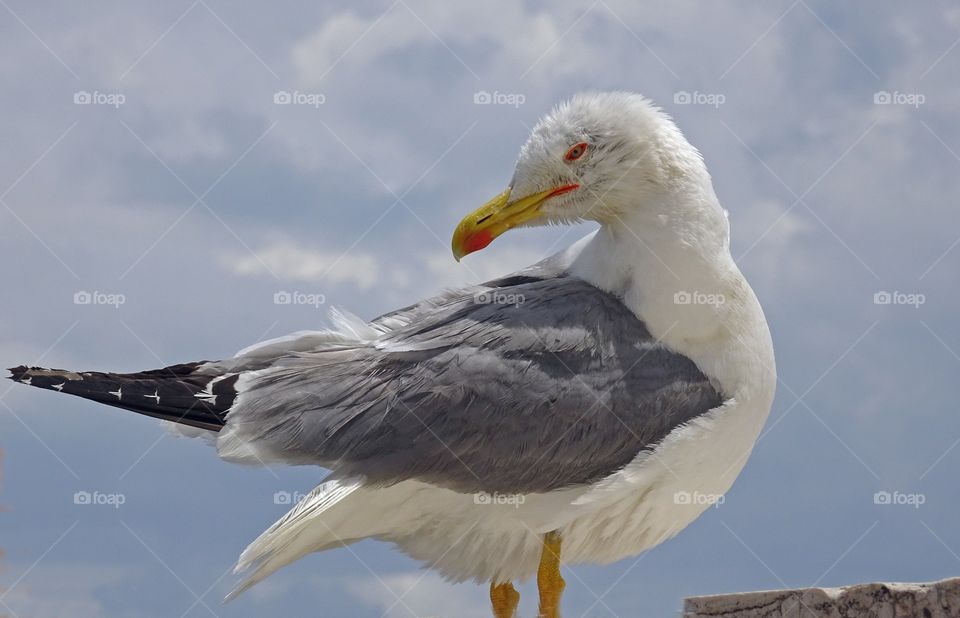 Seagull against cloudy sky