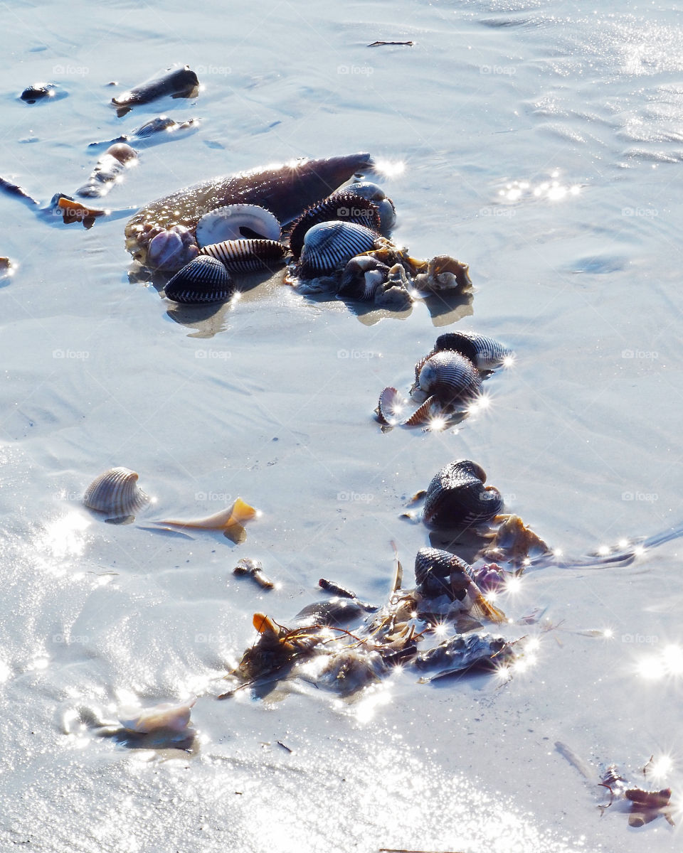 Glistening shells at low tide 
