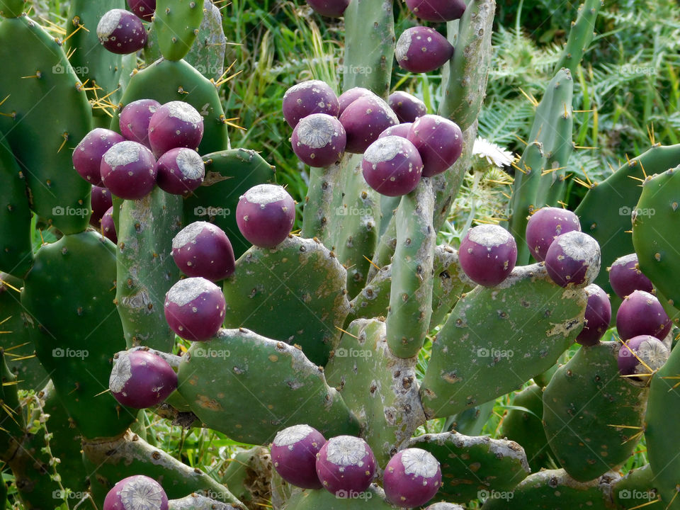 thorny plants