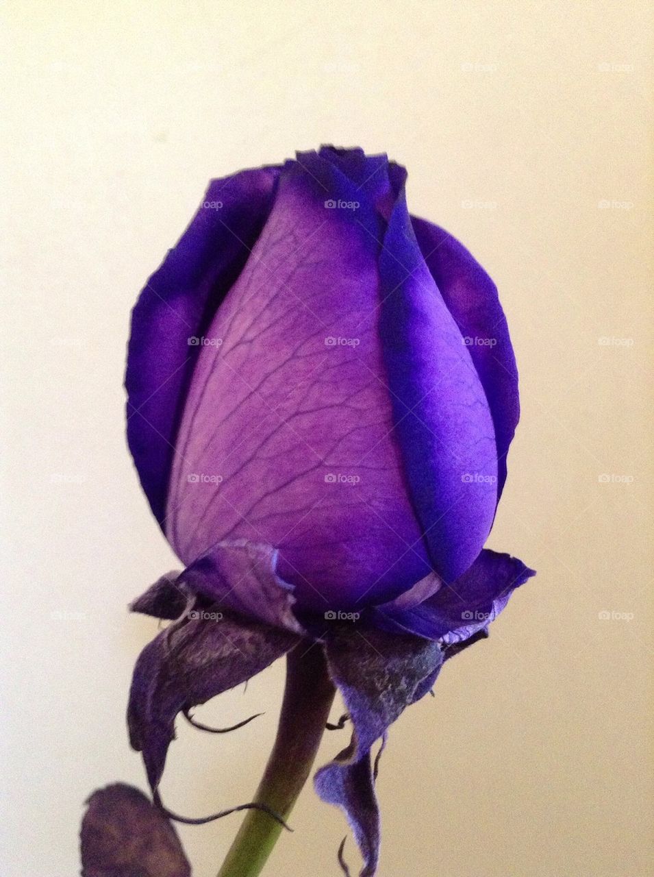 Purple bud rose