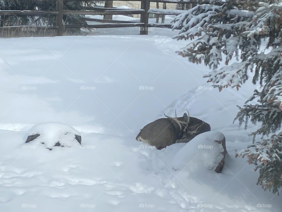 Mule deer buck taking a nap in our snow covered yard. 