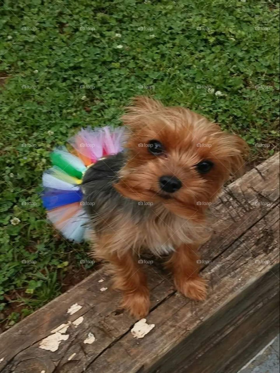Sage modeling my pet accessories