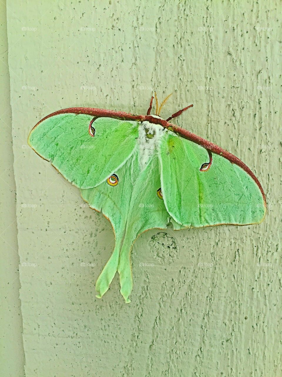 Green Moth