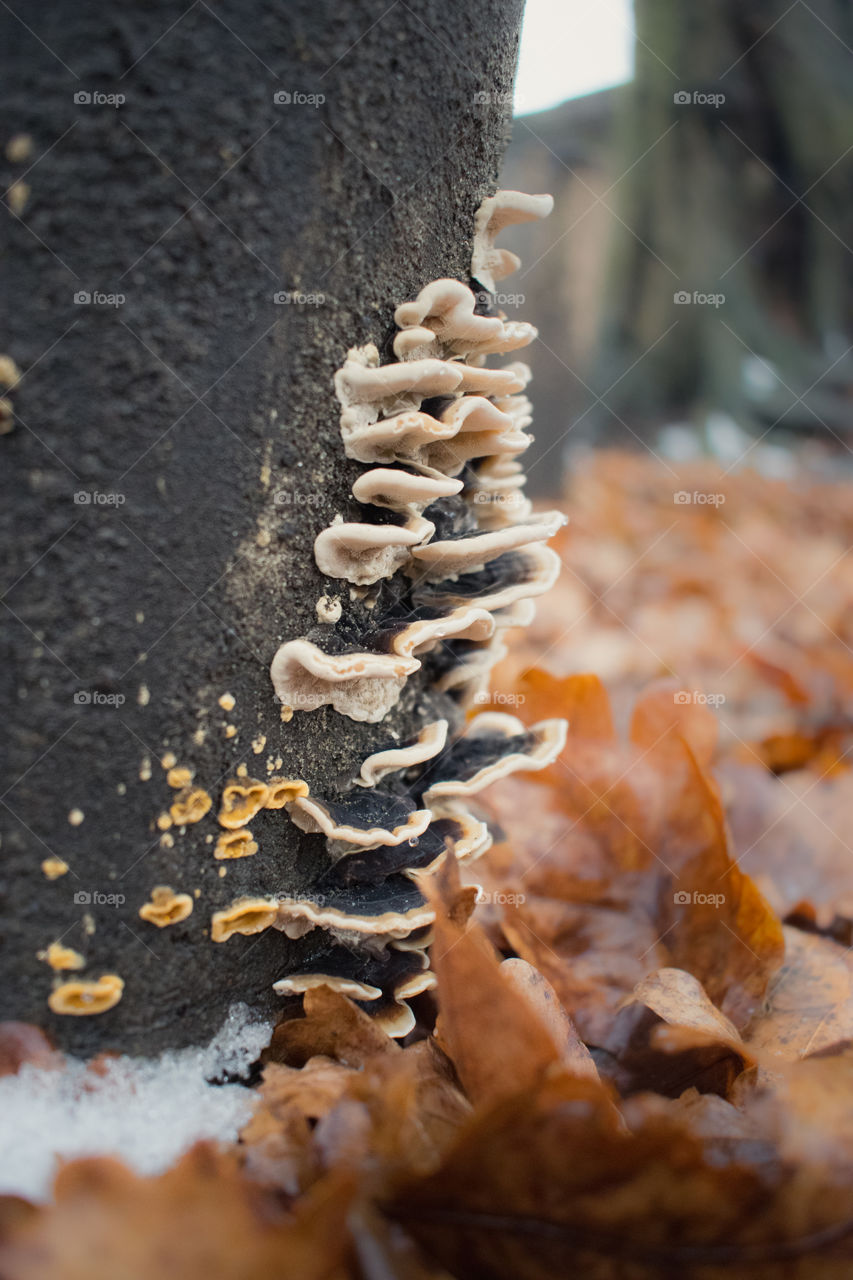 Close-up of mushroom