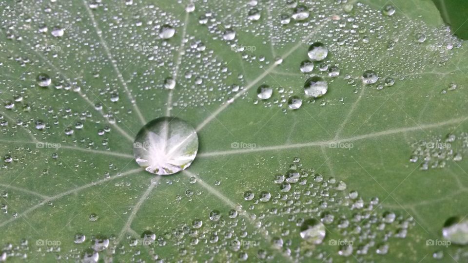 nasturtium dew. in the garden