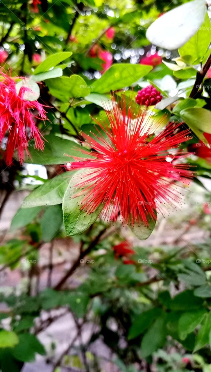 Nice red flower it's a looks a best flower like a strok effect image