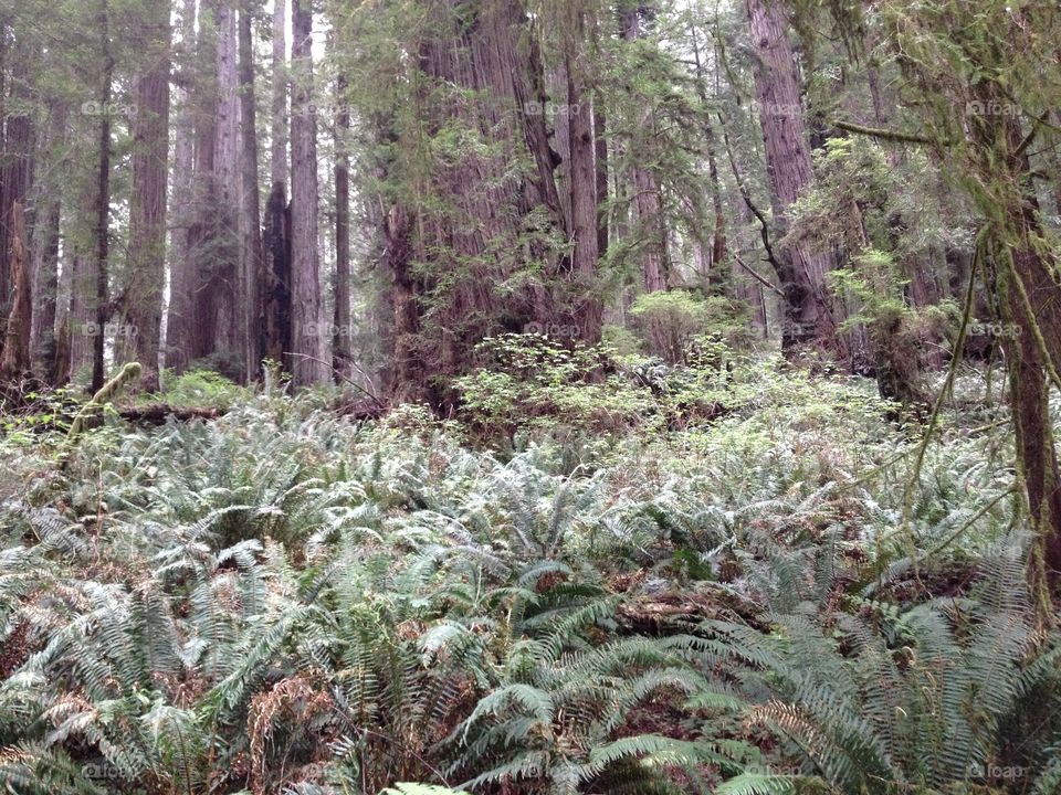 Prairie Cree Redwoods State Park 