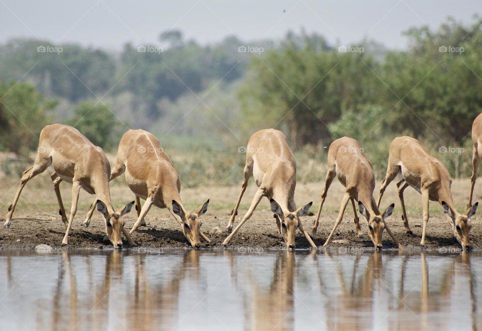 A herd of impala drinking water in sync at Kavinga 