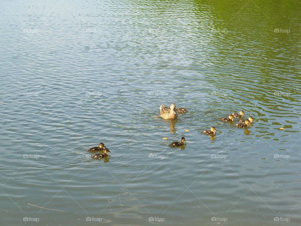 ducks on lake