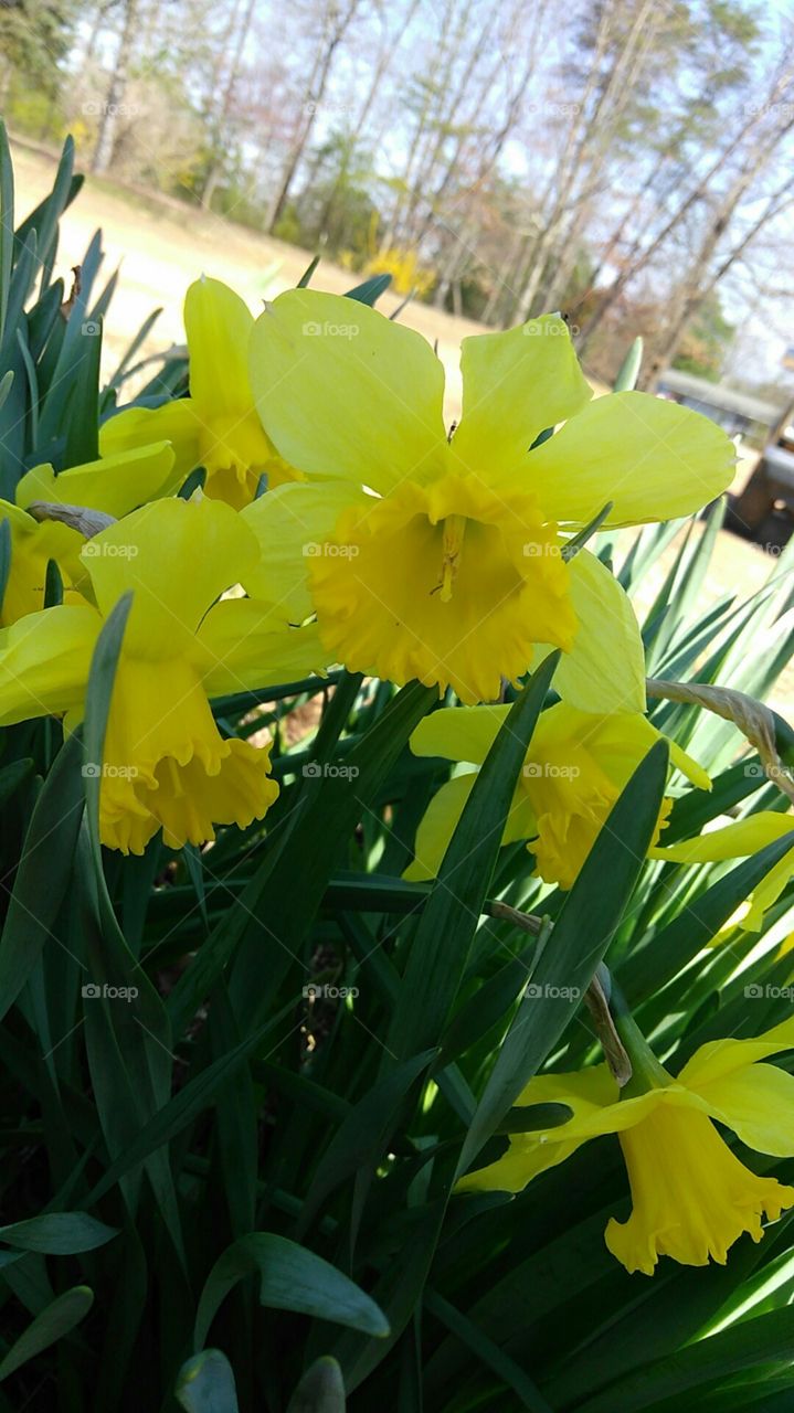 A close up shot of some beautiful yellow daffodils