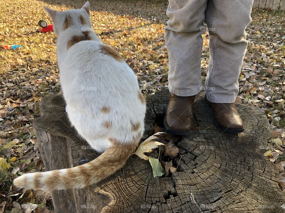 Little cowboy and his cat