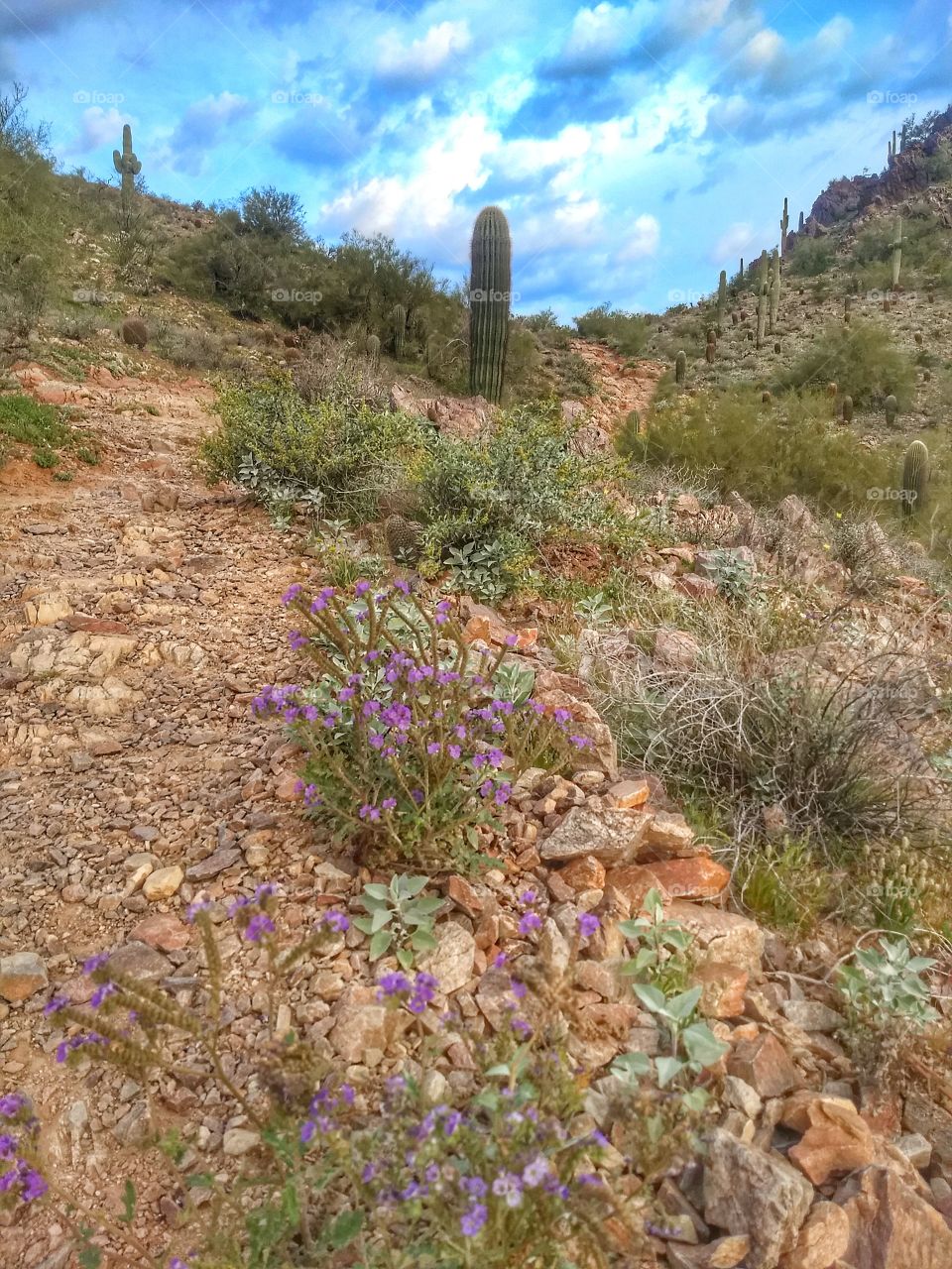 colorful desert trail