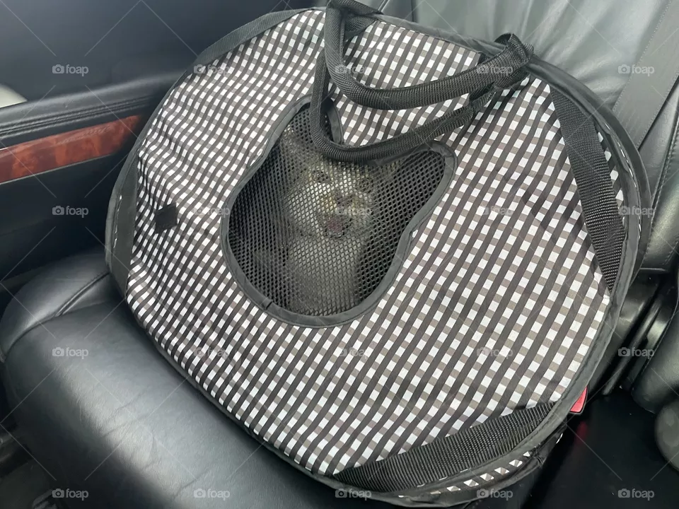 Meow 