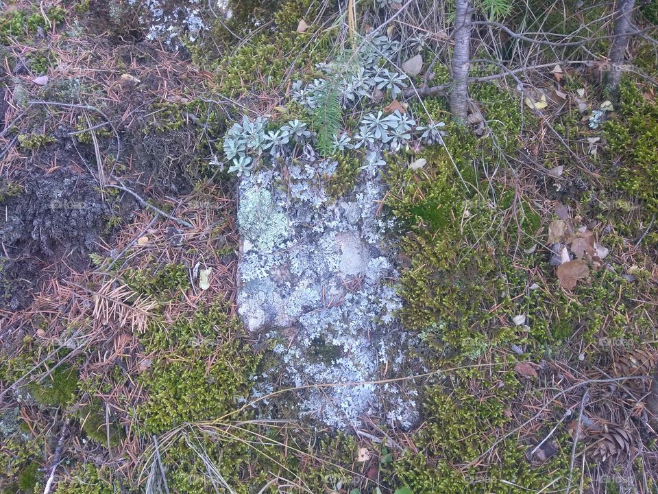 plants growing on rock moss
