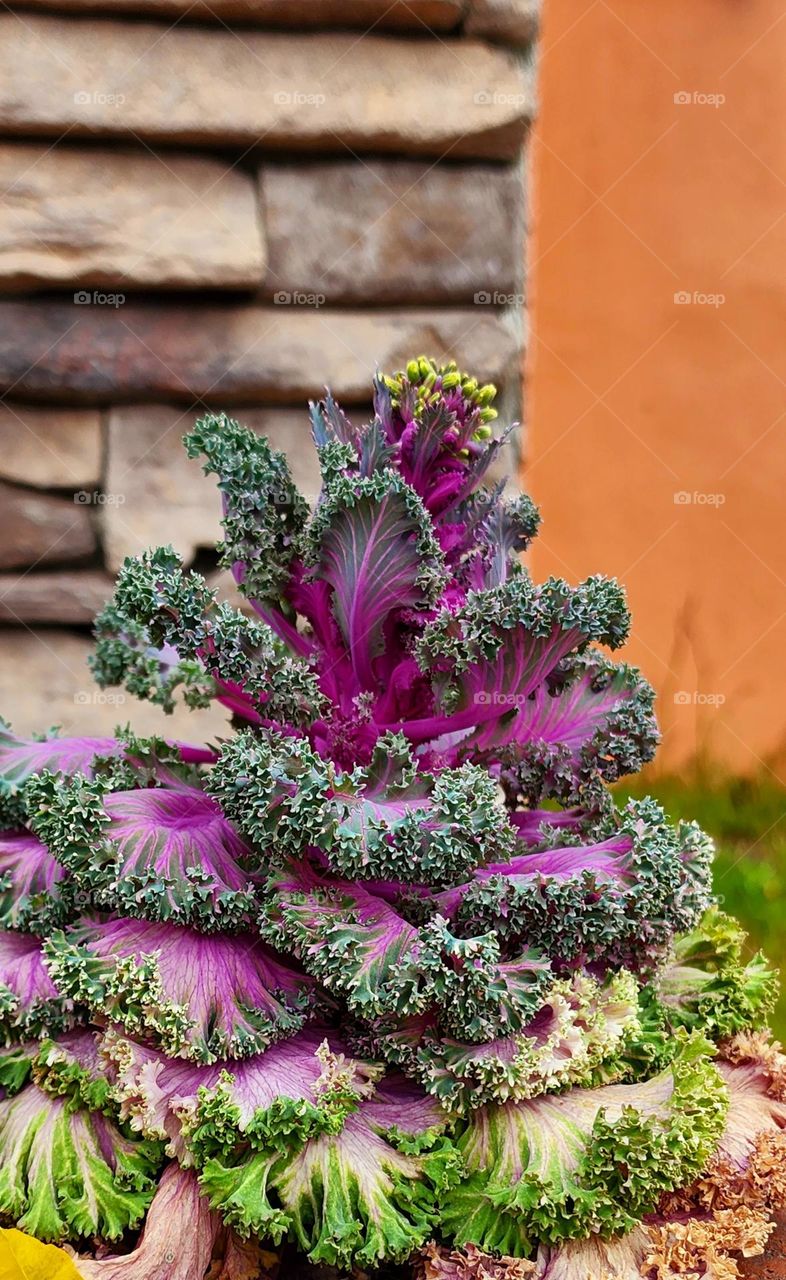 Purple-Green Plant * Planta morada con verde