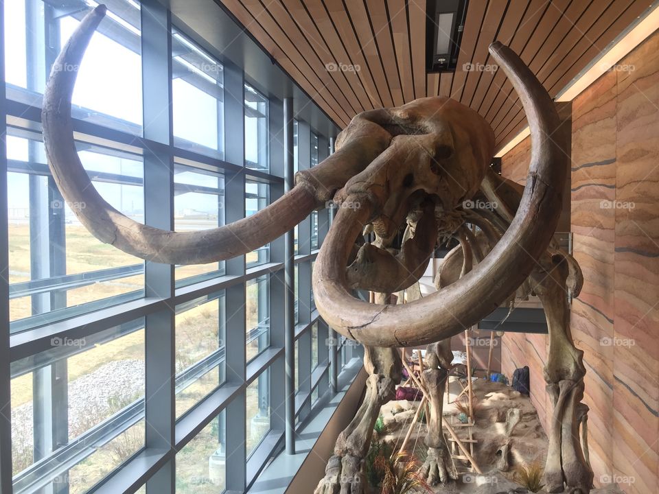 Woolly mammoth skeleton at the Visitors Center in Wyoming. 