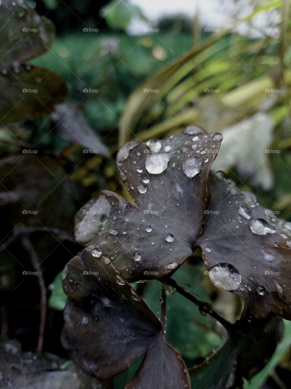 fall rain drops