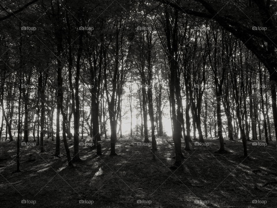 Beech trees in West Woods, Wiltshre, UK