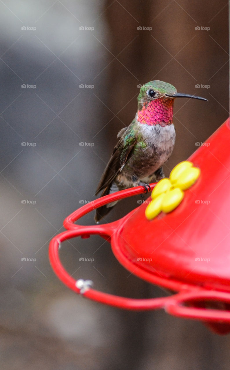 Hungry hummingbird 