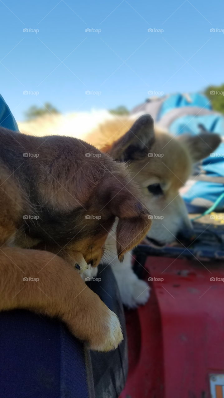 patient pups