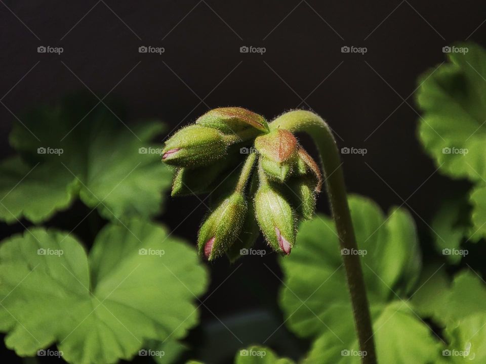Macro photo of green grass growing in the garden