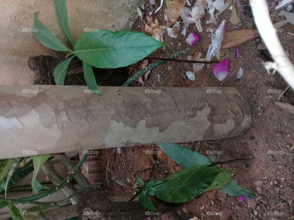 miracle of nature always in our favor