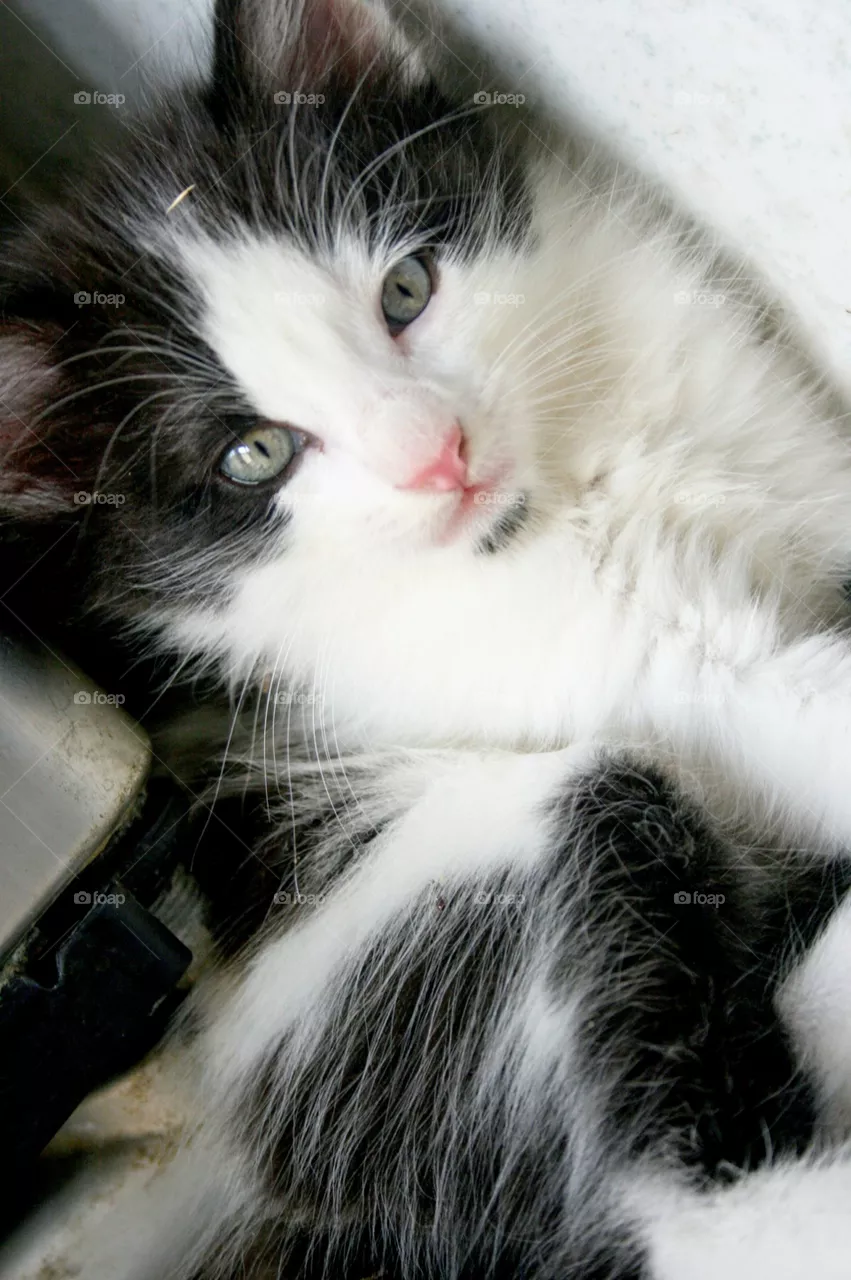 cat