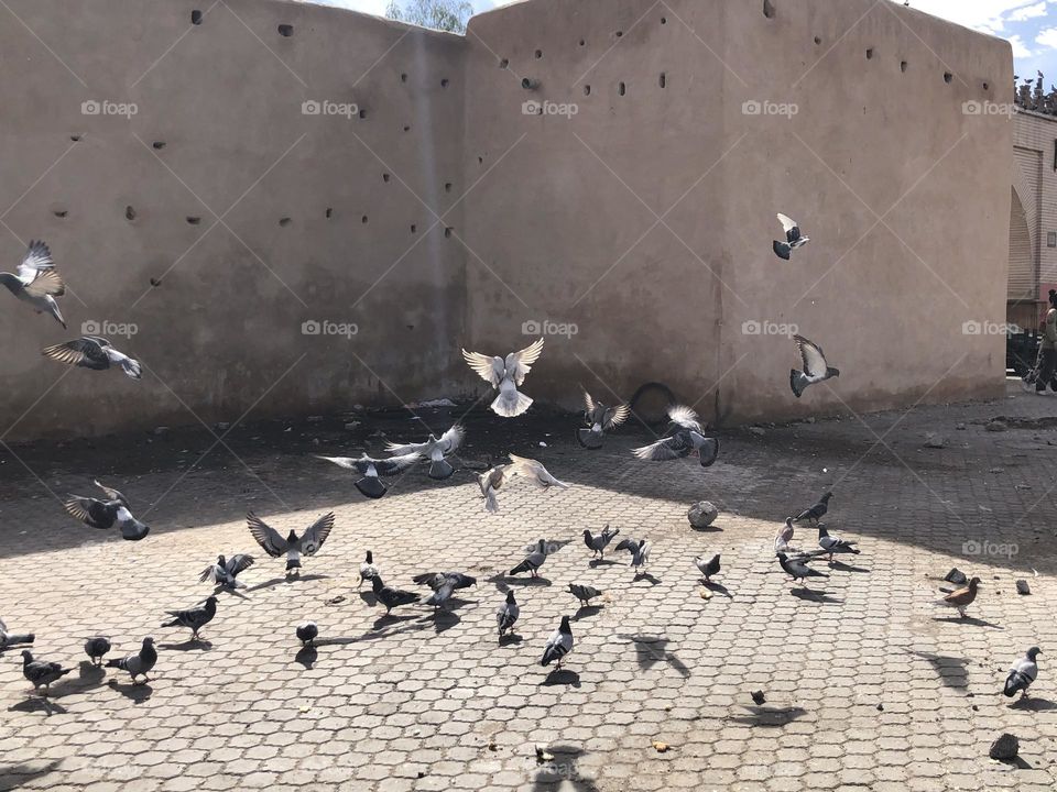 Beautiful flying pigeons cross the sky