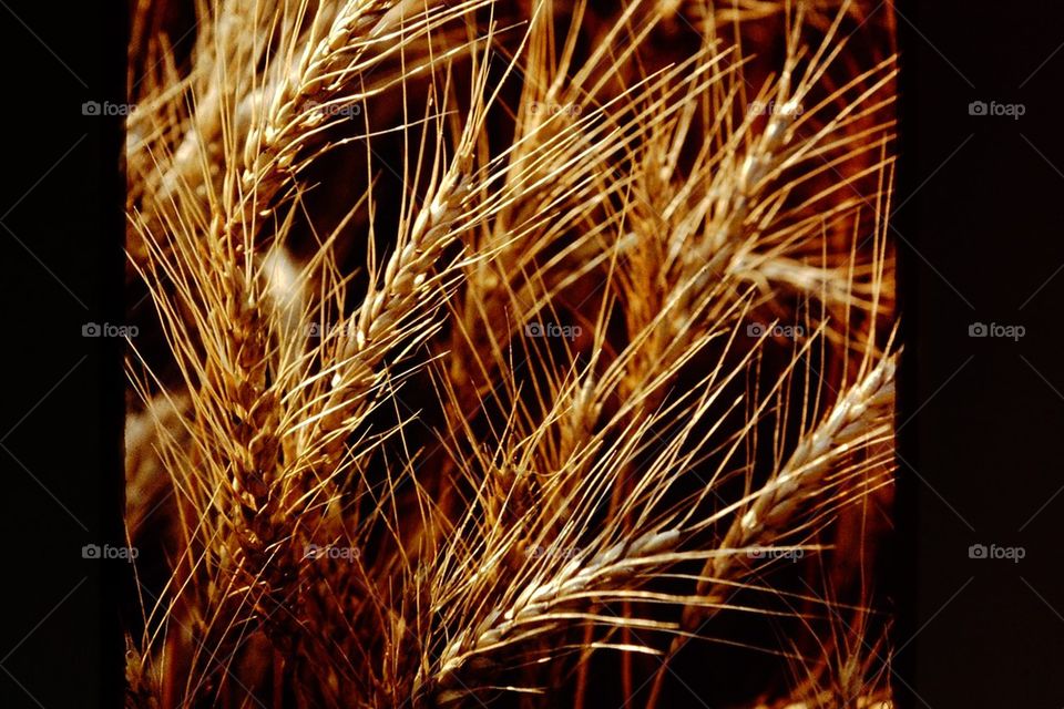 Golden Wheat