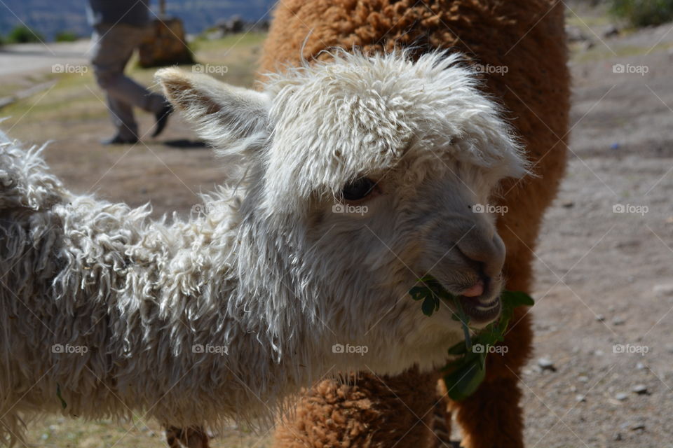 White llama eating and staring