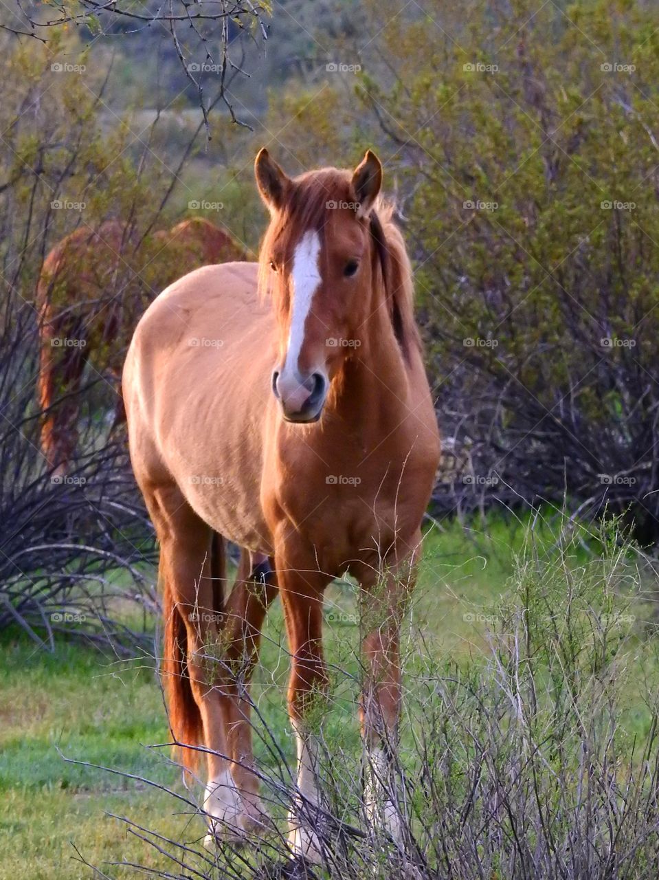 Young Mustang