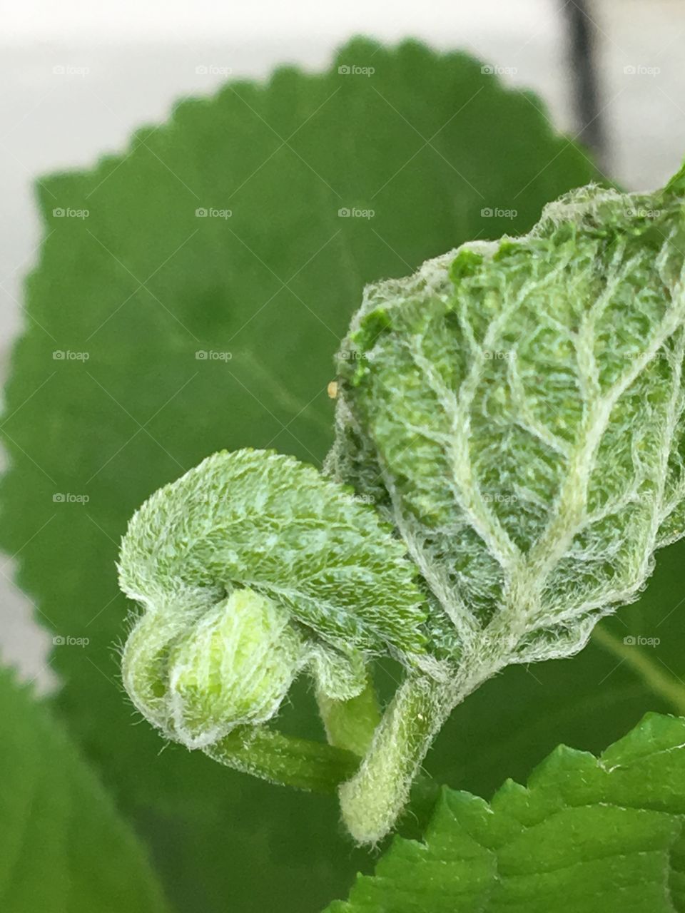 Hydrangeas leaves opening 