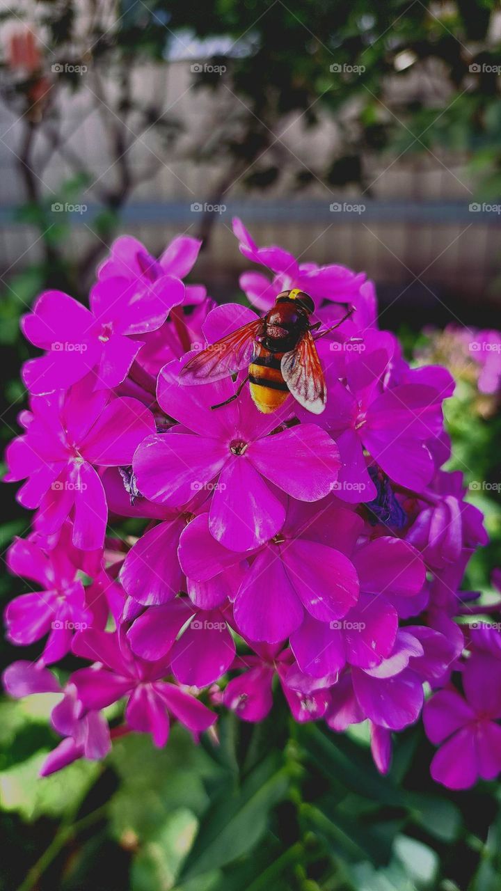 spring wasp sits on a flower