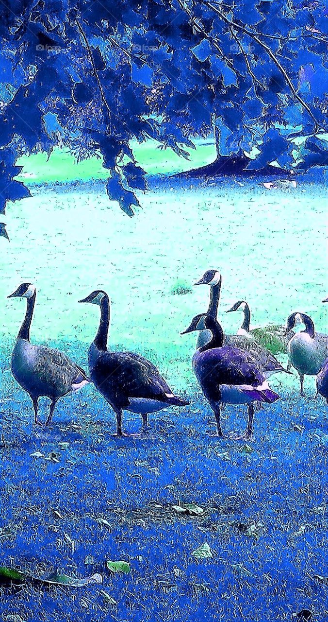 colorful geese