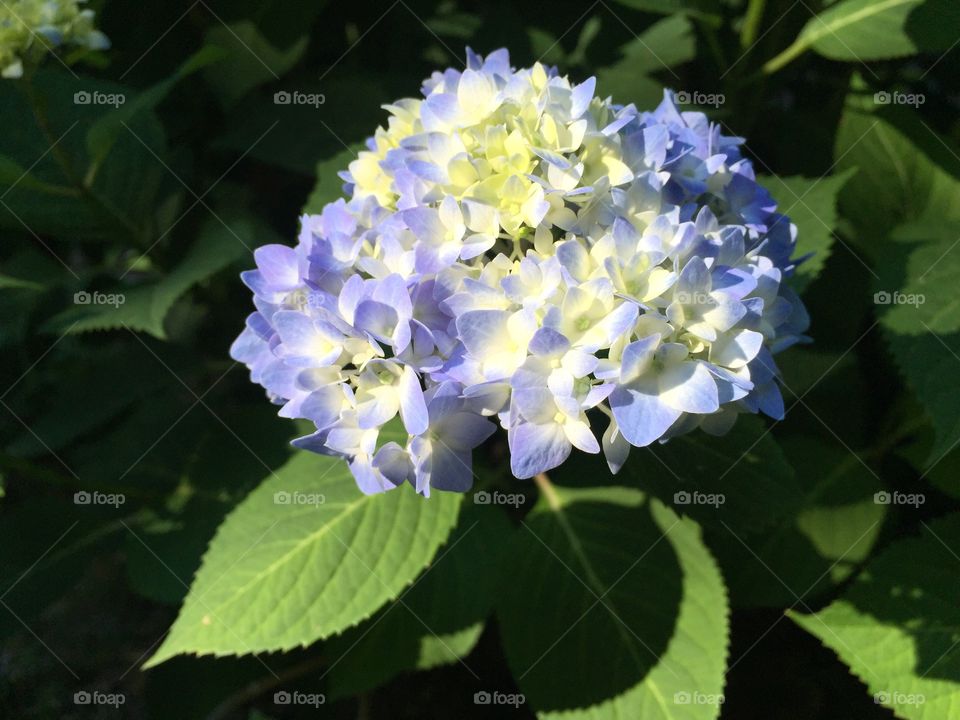 Hydrangea
