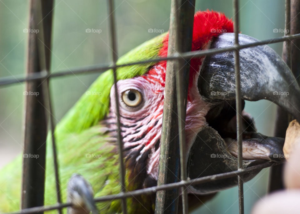 This is from a recent trip to the Puerto Vallarta Zoo. We were so close to the animals through out our walk that I never had to switch out my 50mm lens. The macaws at the zoo are only too happy to come say hello if you start handing out peanuts.