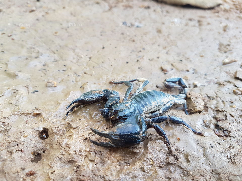 Siam Scorpion