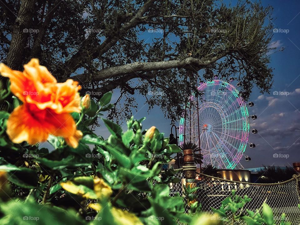 Orlando Eye lighting up the night sky