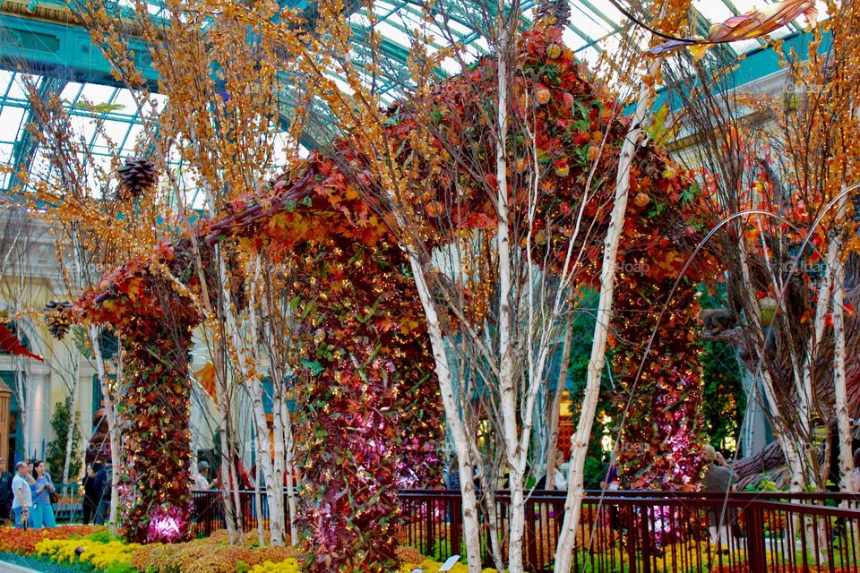 Fall and Thanksgiving 