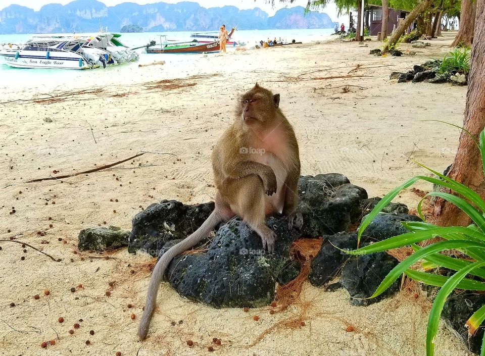 Monkey Pose