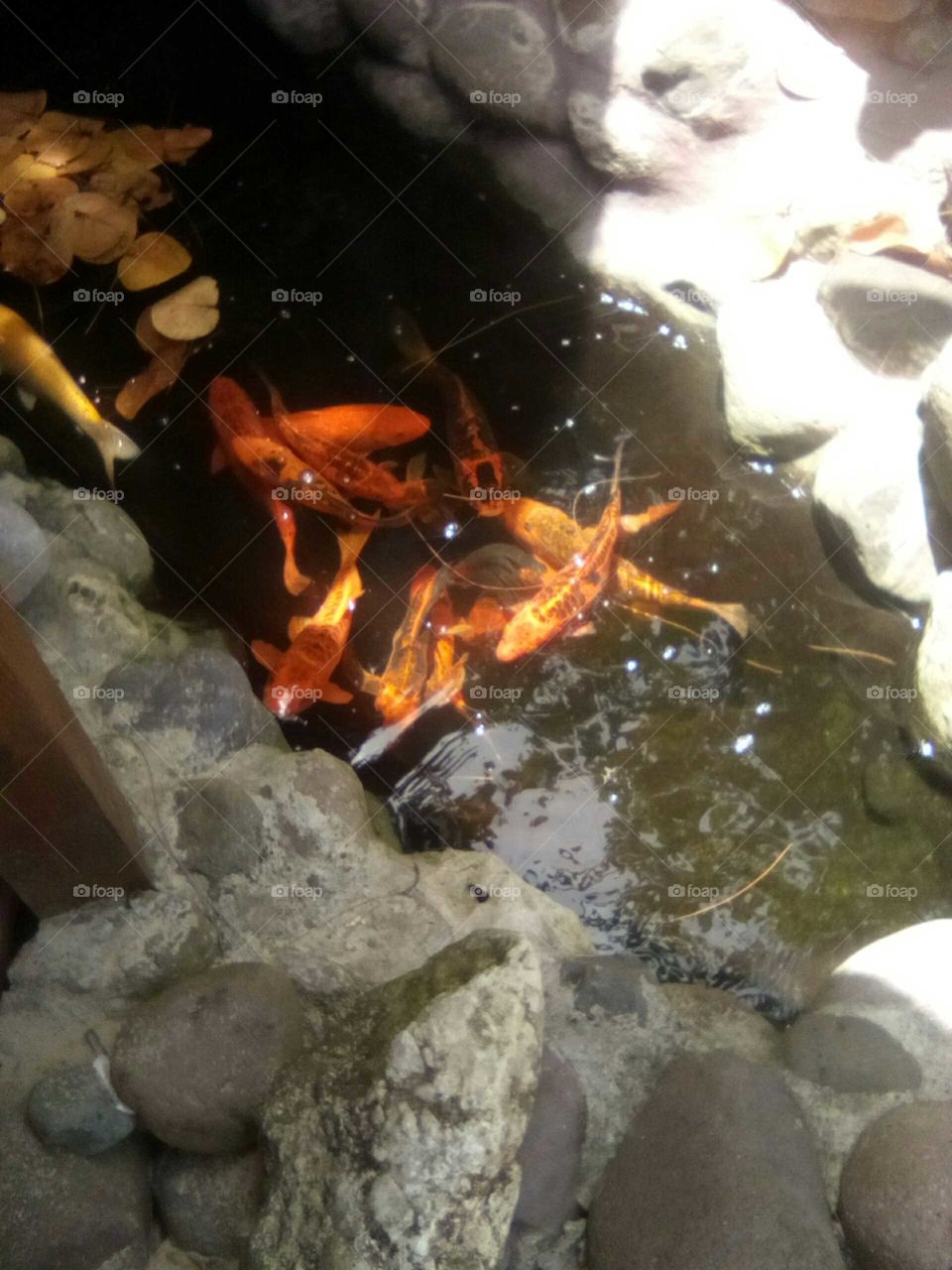 the  fish's well  Fed  an having  fun but they never knew that  they or going to be on my plate very soon