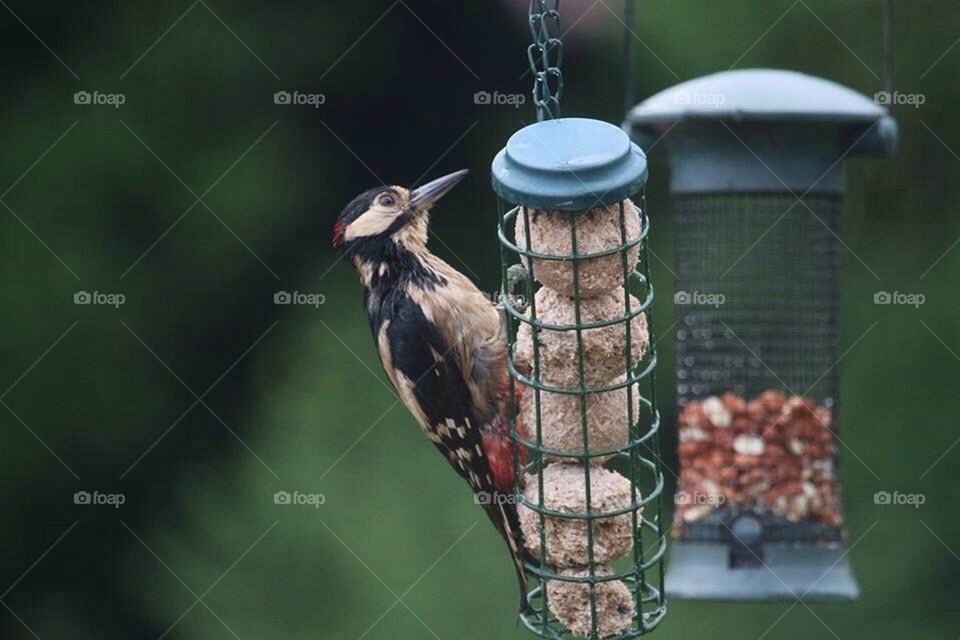 Woody woodpecker