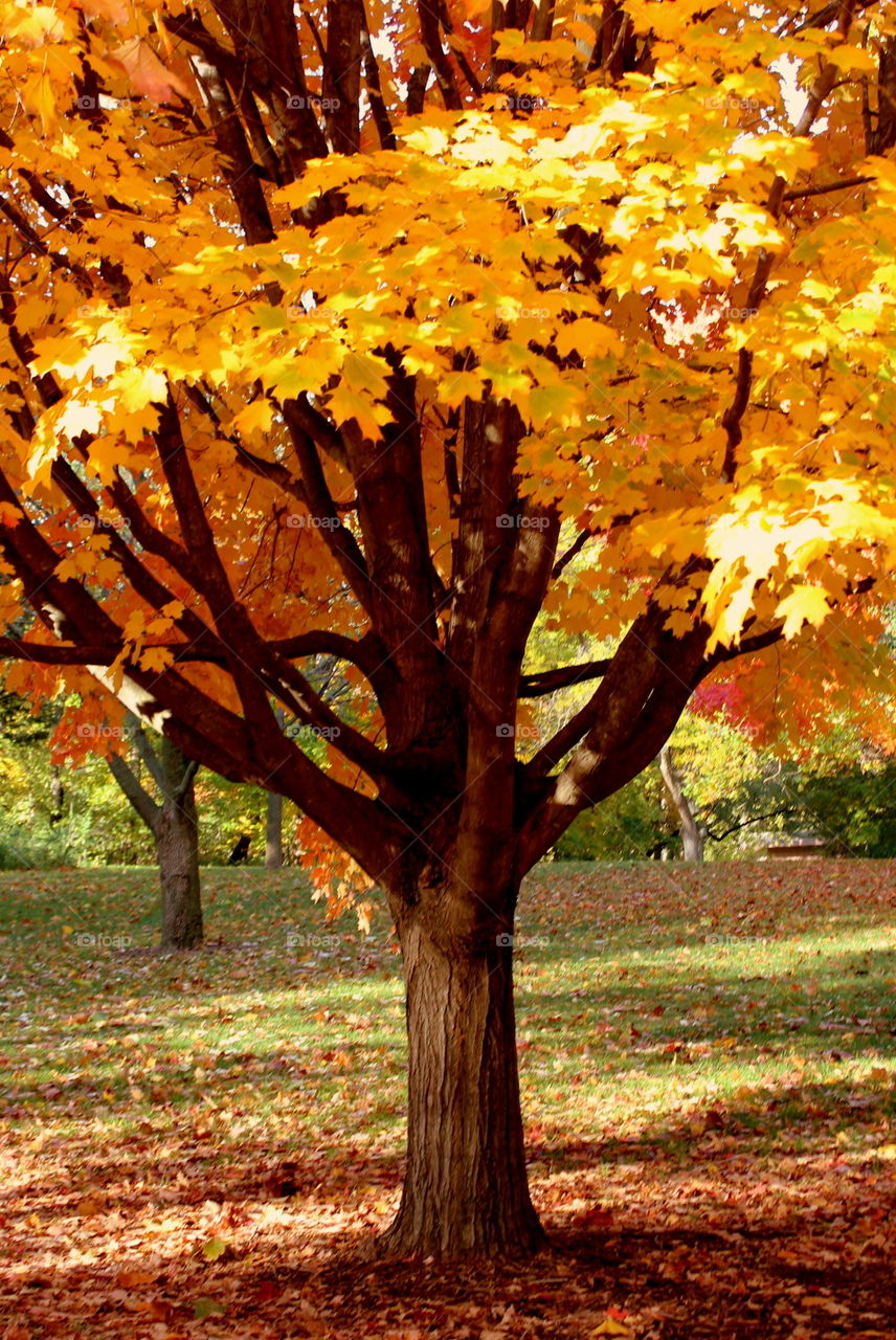 Fall, No Person, Tree, Leaf, Wood