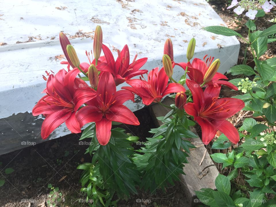 Lillies that surprised me by growing from underneath the boat