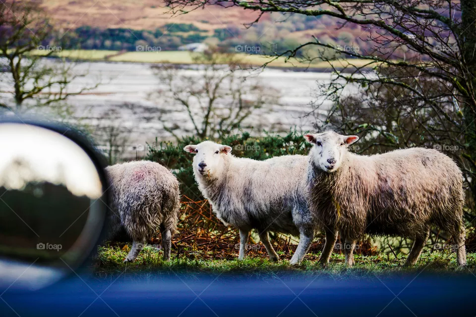 Sheep
