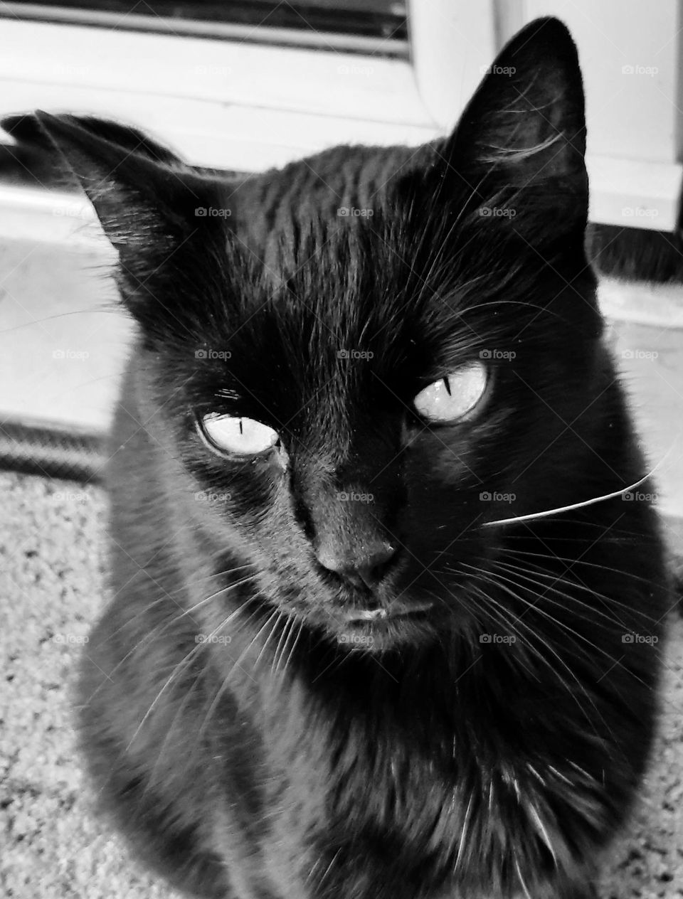 black cat portrait