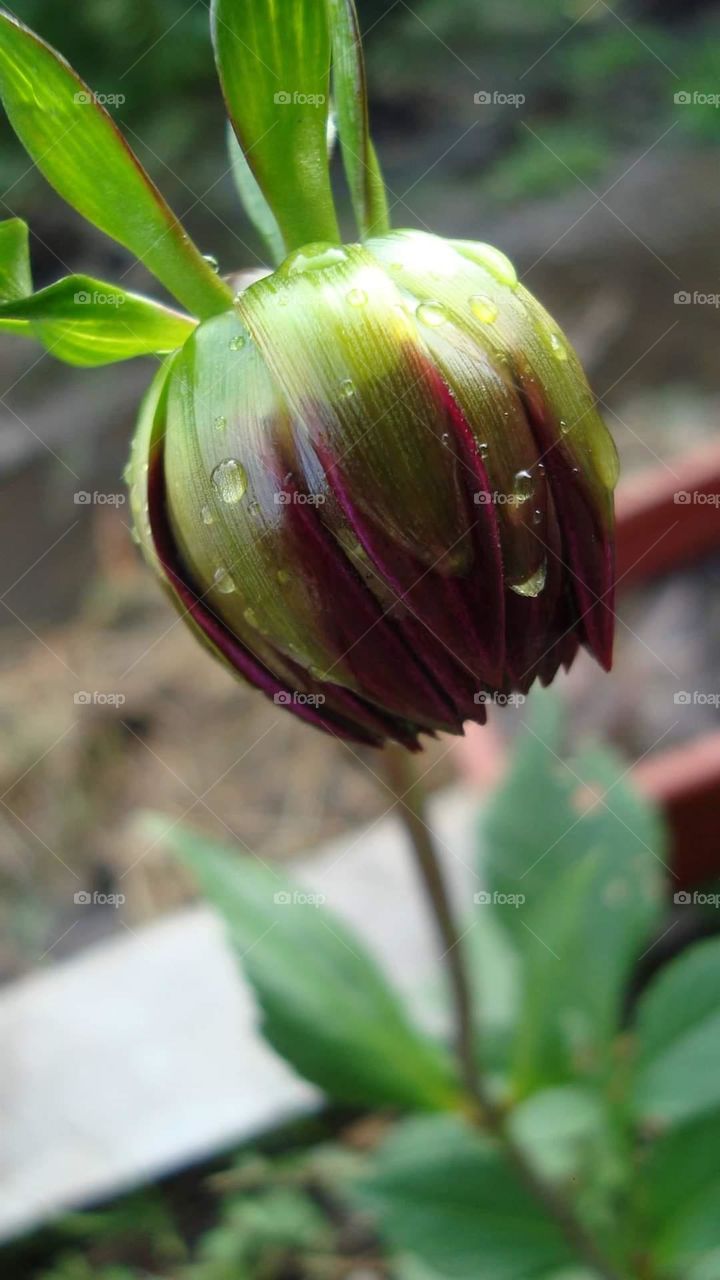 Dahlia