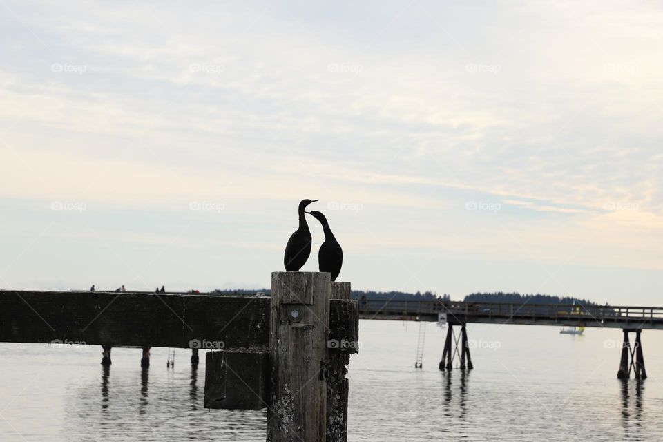 Cormorants perched on a dock